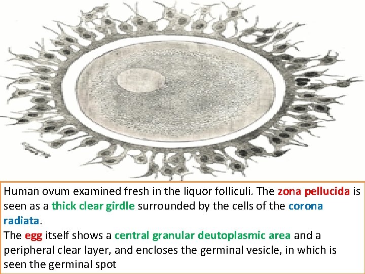 Human ovum examined fresh in the liquor folliculi. The zona pellucida is seen as