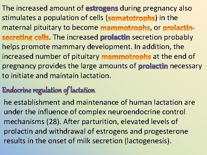 The increased amount of estrogens during pregnancy also stimulates a population of cells (