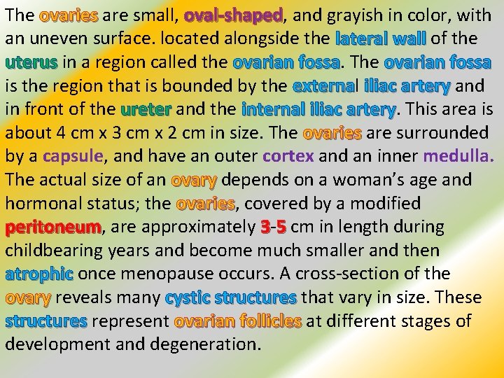 The ovaries are small, oval-shaped and grayish in color, with an uneven surface. located