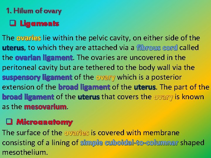 1. Hilum of ovary q Ligaments The ovaries lie within the pelvic cavity, on