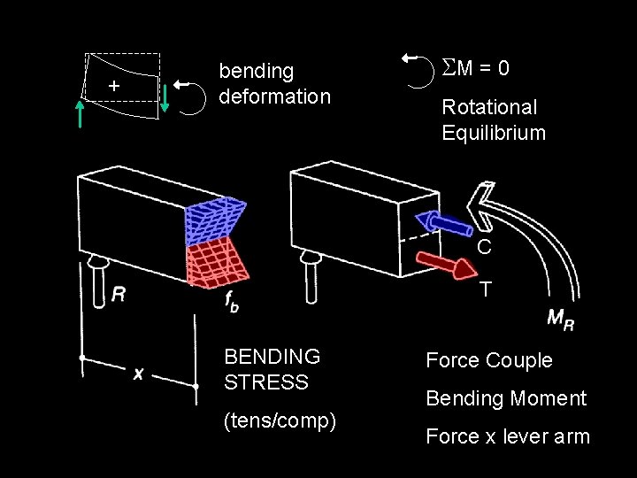 + bending deformation SM = 0 Rotational Equilibrium C T BENDING STRESS (tens/comp) Force