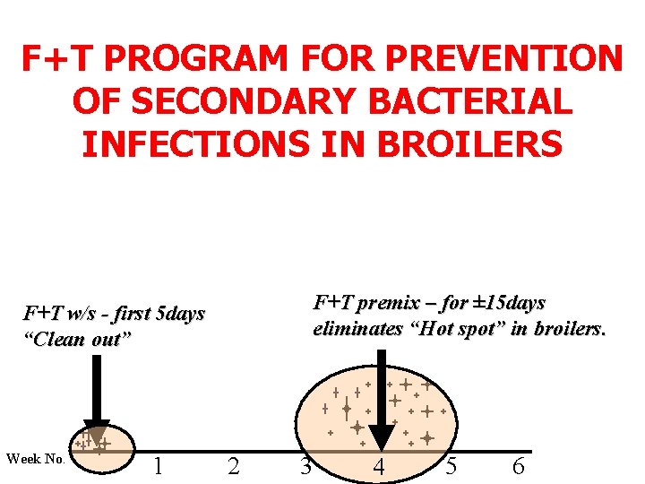 F+T PROGRAM FOR PREVENTION OF SECONDARY BACTERIAL INFECTIONS IN BROILERS F+T premix – for