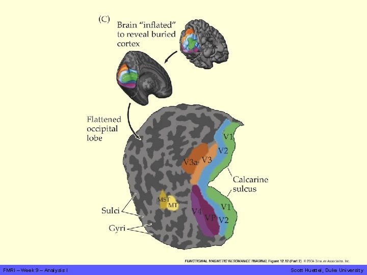 FMRI – Week 9 – Analysis I Scott Huettel, Duke University 