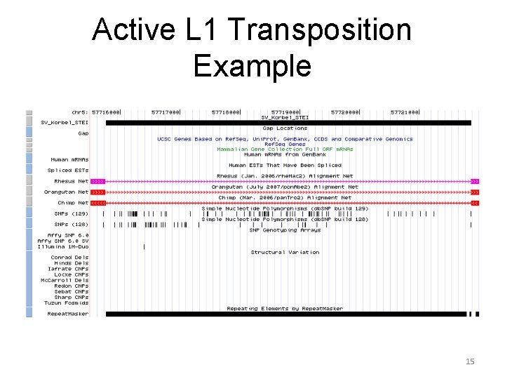 Active L 1 Transposition Example 15 
