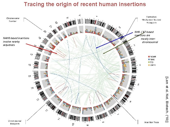 Tracing the origin of recent human insertions NAHR-based insertions involve nearby sequences NHR- /