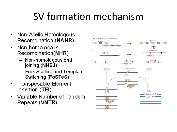 SV formation mechanism • Non-Allelic Homologous Recombination (NAHR) • Non-homologous Recombination(NHR) – Non-homologous end