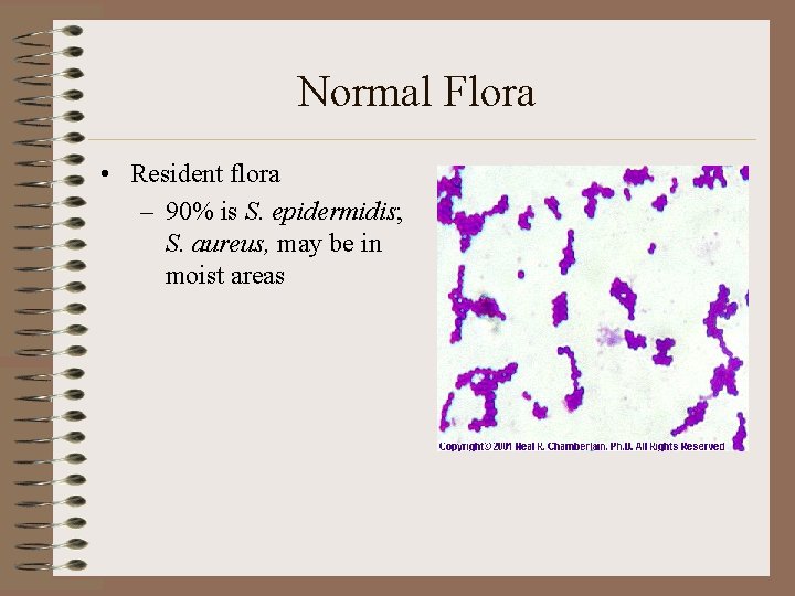 Normal Flora • Resident flora – 90% is S. epidermidis; S. aureus, may be