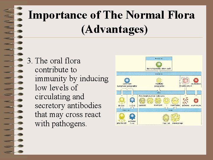 Importance of The Normal Flora (Advantages) 3. The oral flora contribute to immunity by