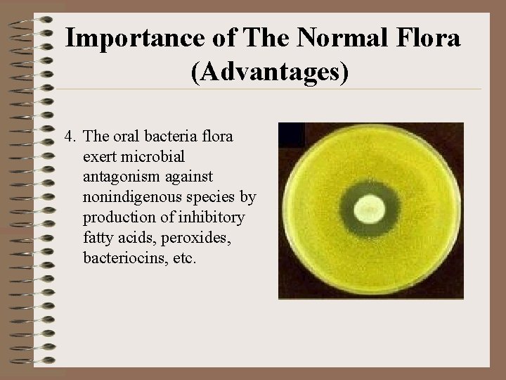 Importance of The Normal Flora (Advantages) 4. The oral bacteria flora exert microbial antagonism