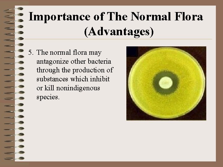 Importance of The Normal Flora (Advantages) 5. The normal flora may antagonize other bacteria
