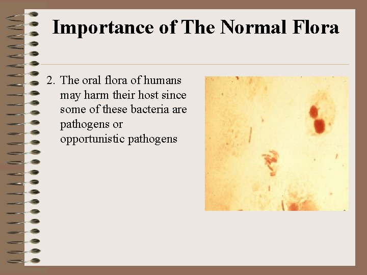 Importance of The Normal Flora 2. The oral flora of humans may harm their