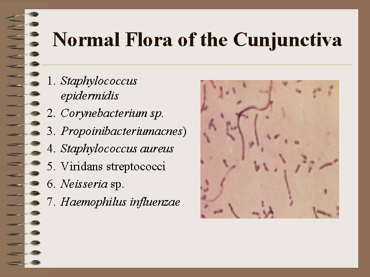 Normal Flora of the Cunjunctiva 1. Staphylococcus epidermidis 2. Corynebacterium sp. 3. Propoinibacteriumacnes) 4.