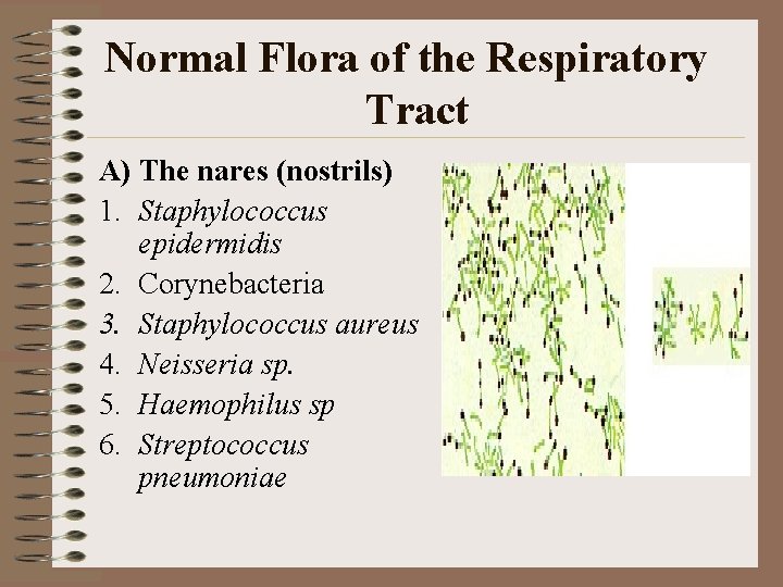 Normal Flora of the Respiratory Tract A) The nares (nostrils) 1. Staphylococcus epidermidis 2.