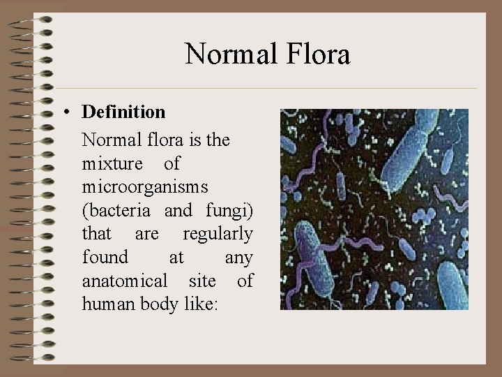 Normal Flora • Definition Normal flora is the mixture of microorganisms (bacteria and fungi)