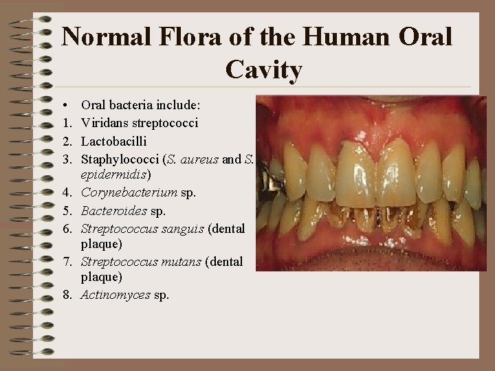 Normal Flora of the Human Oral Cavity • 1. 2. 3. 4. 5. 6.