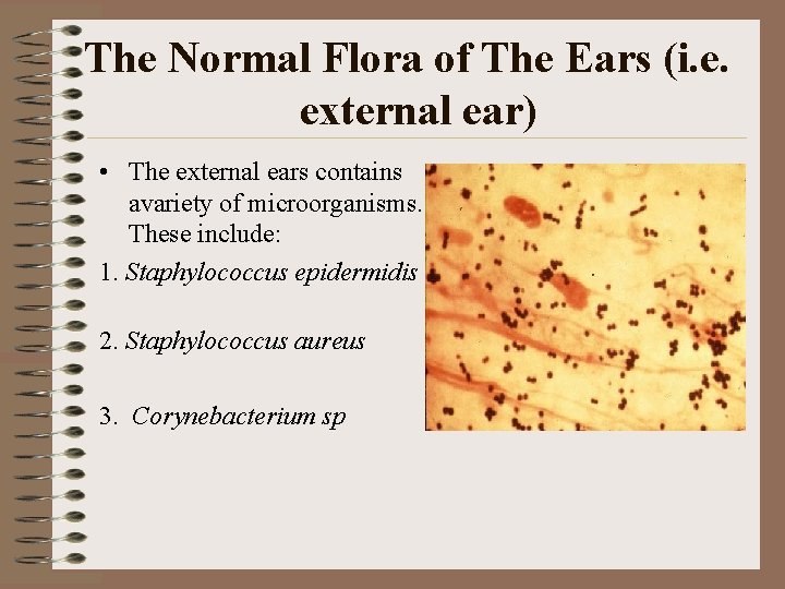 The Normal Flora of The Ears (i. e. external ear) • The external ears