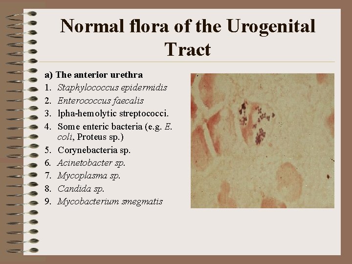 Normal flora of the Urogenital Tract a) The anterior urethra 1. Staphylococcus epidermidis 2.