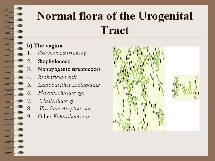 Normal flora of the Urogenital Tract b) The vagina 1. Corynebacterium sp. 2. Staphylococci