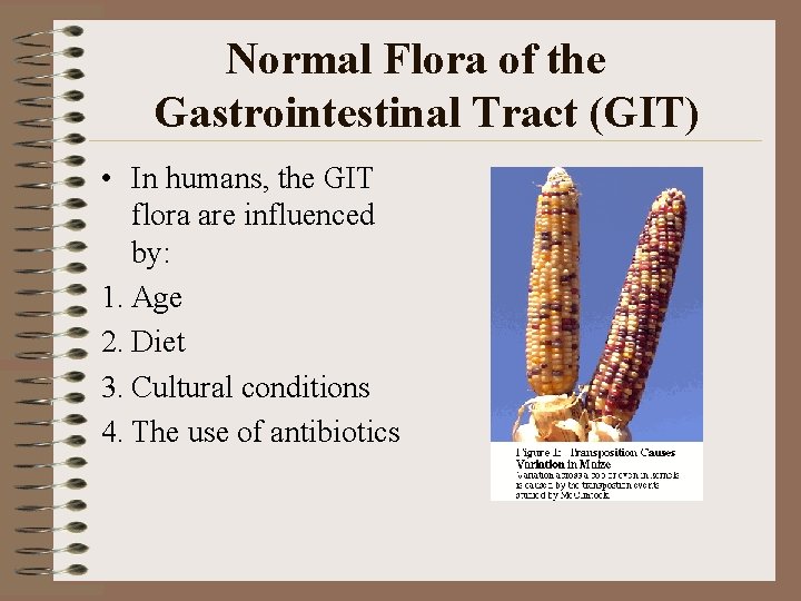 Normal Flora of the Gastrointestinal Tract (GIT) • In humans, the GIT flora are