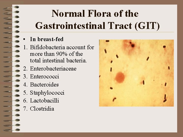 Normal Flora of the Gastrointestinal Tract (GIT) • In breast-fed 1. Bifidobacteria account for