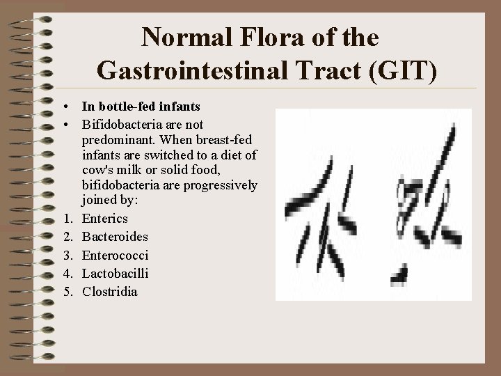 Normal Flora of the Gastrointestinal Tract (GIT) • In bottle-fed infants • Bifidobacteria are