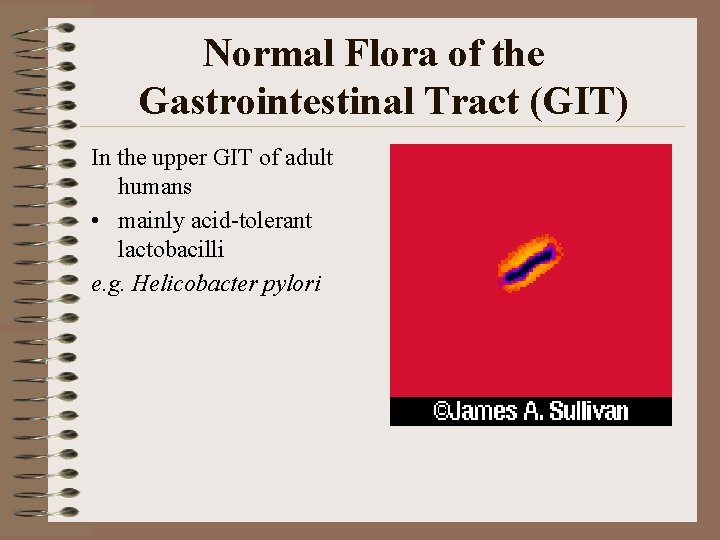 Normal Flora of the Gastrointestinal Tract (GIT) In the upper GIT of adult humans