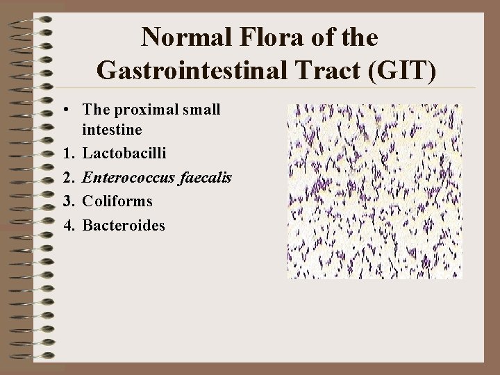 Normal Flora of the Gastrointestinal Tract (GIT) • The proximal small intestine 1. Lactobacilli