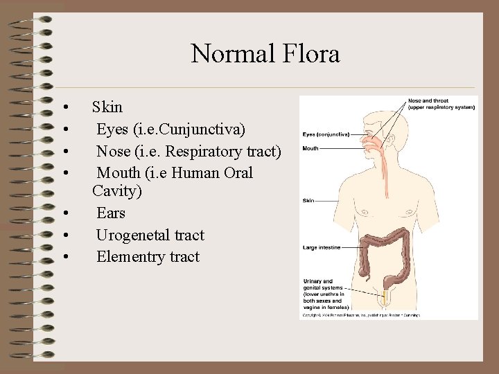 Normal Flora • • Skin Eyes (i. e. Cunjunctiva) Nose (i. e. Respiratory tract)