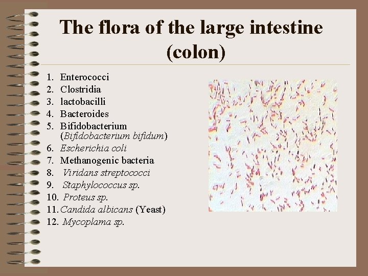 The flora of the large intestine (colon) 1. 2. 3. 4. 5. Enterococci Clostridia