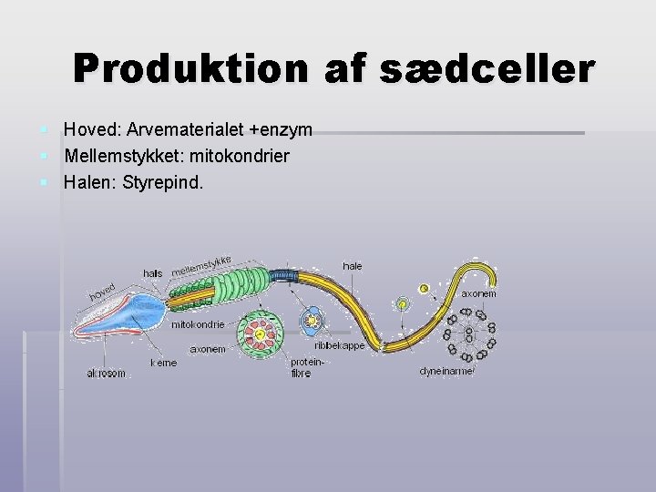 Produktion af sædceller § Hoved: Arvematerialet +enzym § Mellemstykket: mitokondrier § Halen: Styrepind. 