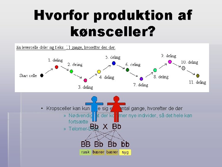 Hvorfor produktion af kønsceller? § To grunde til produktion af kønsceller: § To køn