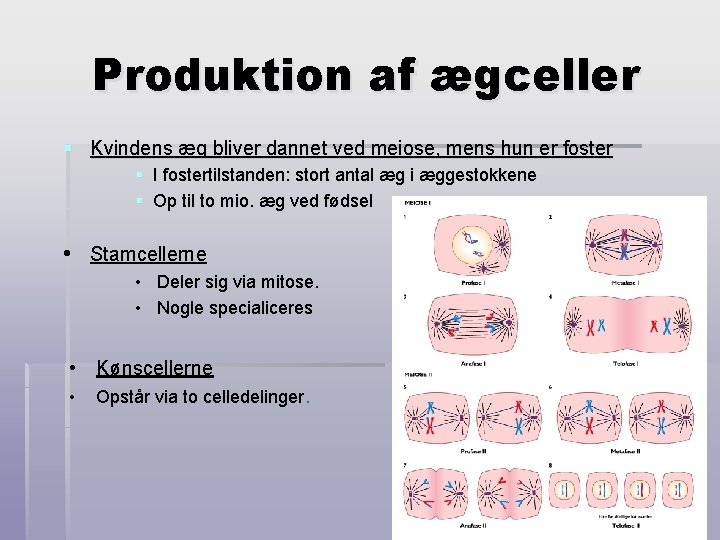 Produktion af ægceller § Kvindens æg bliver dannet ved meiose, mens hun er foster