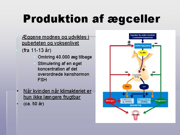 Produktion af ægceller § Æggene modnes og udvikles i puberteten og voksenlivet § (fra