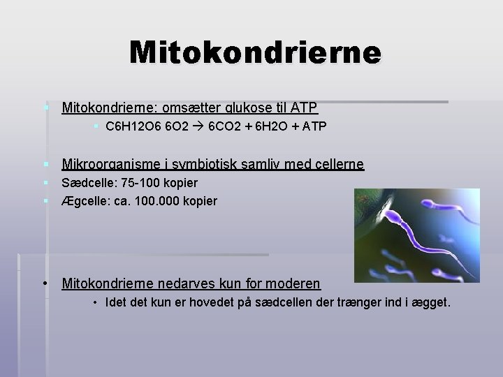 Mitokondrierne § Mitokondrierne: omsætter glukose til ATP § C 6 H 12 O 6