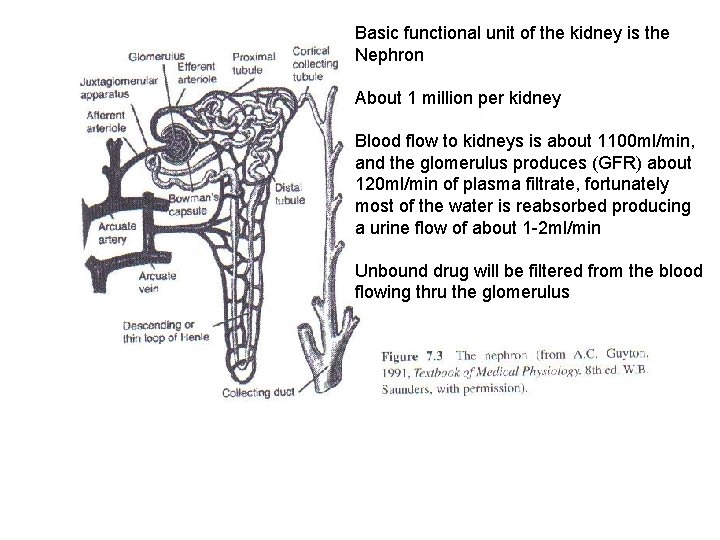 Basic functional unit of the kidney is the Nephron About 1 million per kidney