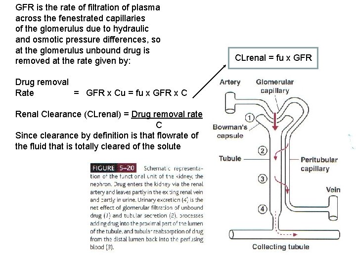 GFR is the rate of filtration of plasma across the fenestrated capillaries of the