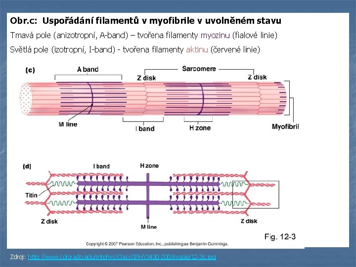 Obr. c: Uspořádání filamentů v myofibrile v uvolněném stavu Tmavá pole (anizotropní, A-band) –