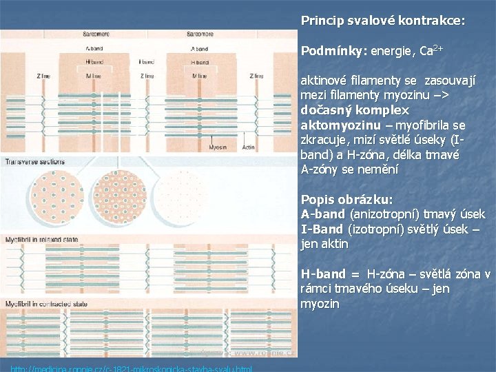 Princip svalové kontrakce: Podmínky: energie, Ca 2+ aktinové filamenty se zasouvají mezi filamenty myozinu