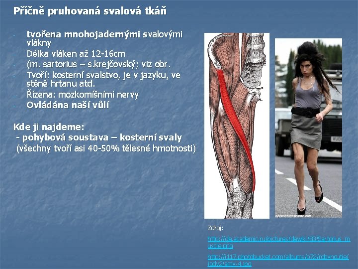 Příčně pruhovaná svalová tkáň - tvořena mnohojadernými svalovými vlákny Délka vláken až 12 -16