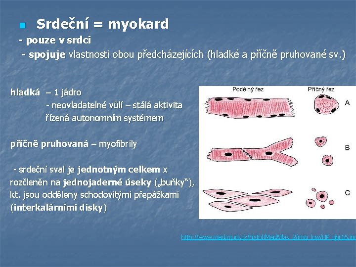 n Srdeční = myokard - pouze v srdci - spojuje vlastnosti obou předcházejících (hladké