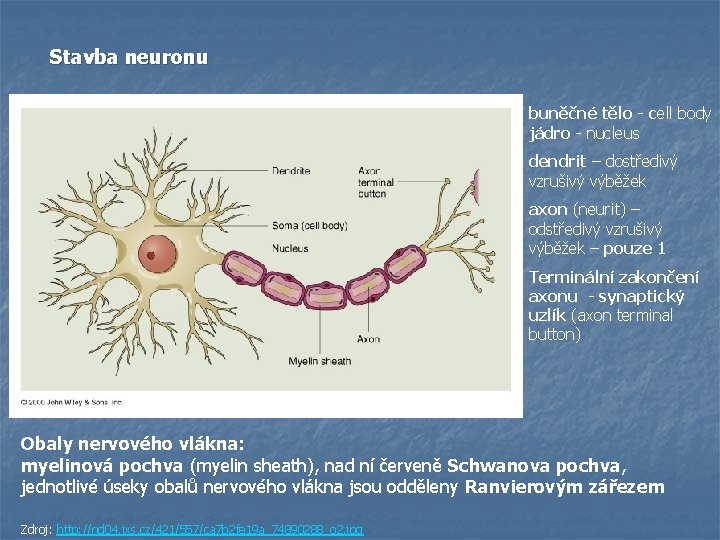 Stavba neuronu buněčné tělo - cell body jádro - nucleus dendrit – dostředivý vzrušivý