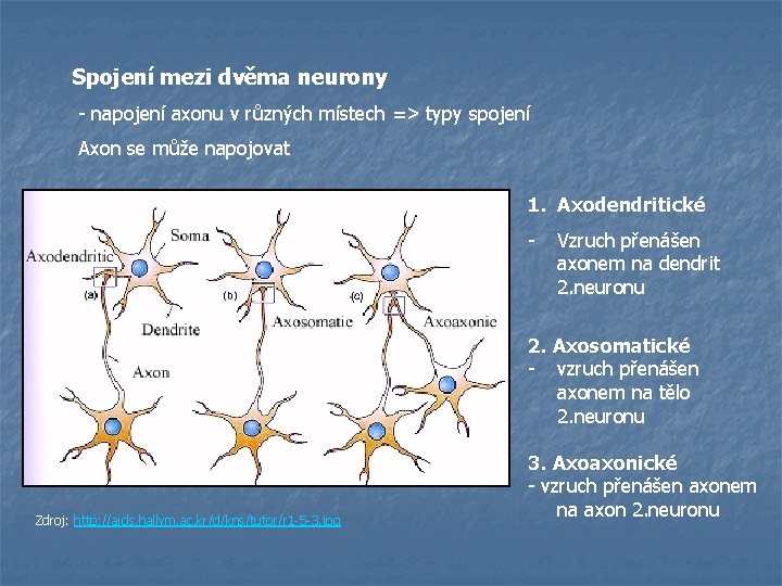 Spojení mezi dvěma neurony - napojení axonu v různých místech => typy spojení Axon