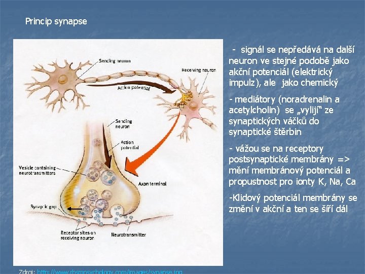 Princip synapse - signál se nepředává na další neuron ve stejné podobě jako akční