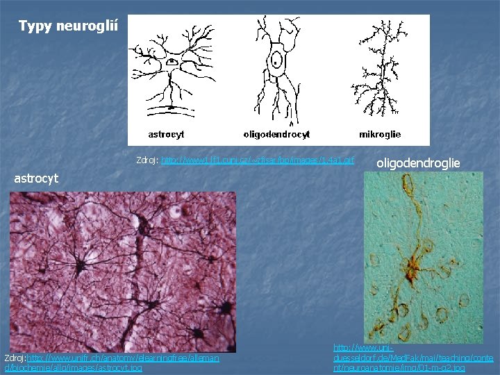 Typy neuroglií Zdroj: http: //www 1. lf 1. cuni. cz/~zfisar/bp/images/1. 4 a 1. gif