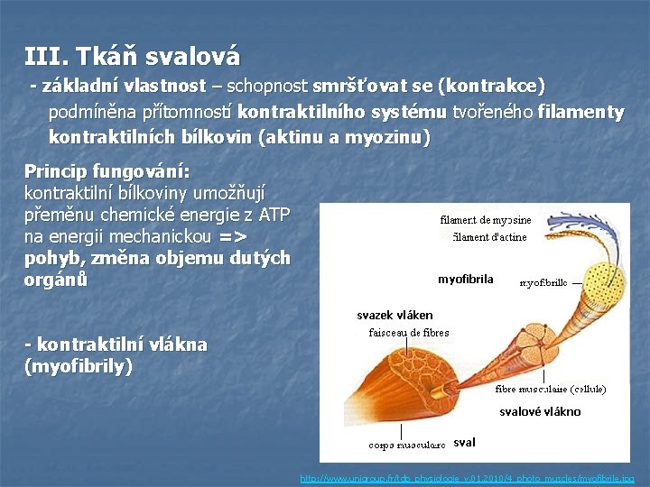 III. Tkáň svalová - základní vlastnost – schopnost smršťovat se (kontrakce) podmíněna přítomností kontraktilního