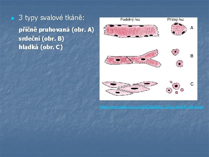 n 3 typy svalové tkáně: příčně pruhovaná (obr. A) srdeční (obr. B) hladká (obr.