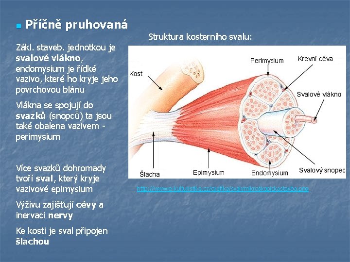 n Příčně pruhovaná Struktura kosterního svalu: Zákl. staveb. jednotkou je svalové vlákno, endomysium je