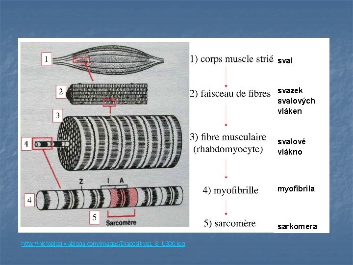 sval svazek svalových vláken svalové vlákno myofibrila sarkomera http: //histoblog. viabloga. com/images/Diapositive 1_8_t. 800.