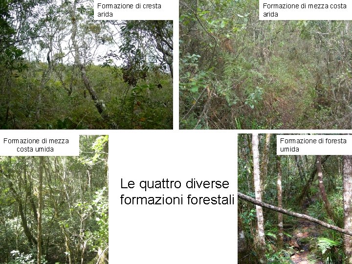 Formazione di cresta arida Formazione di mezza costa umida Formazione di mezza costa arida