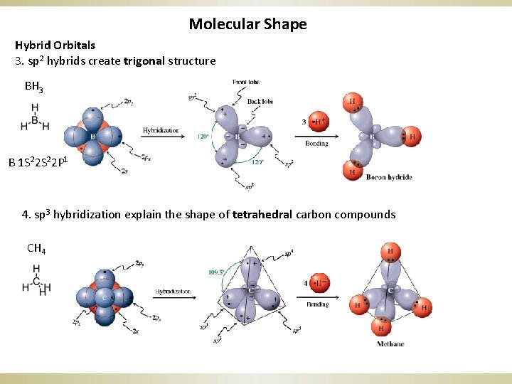 Molecular Shape Hybrid Orbitals 3. sp 2 hybrids create trigonal structure BH 3 B